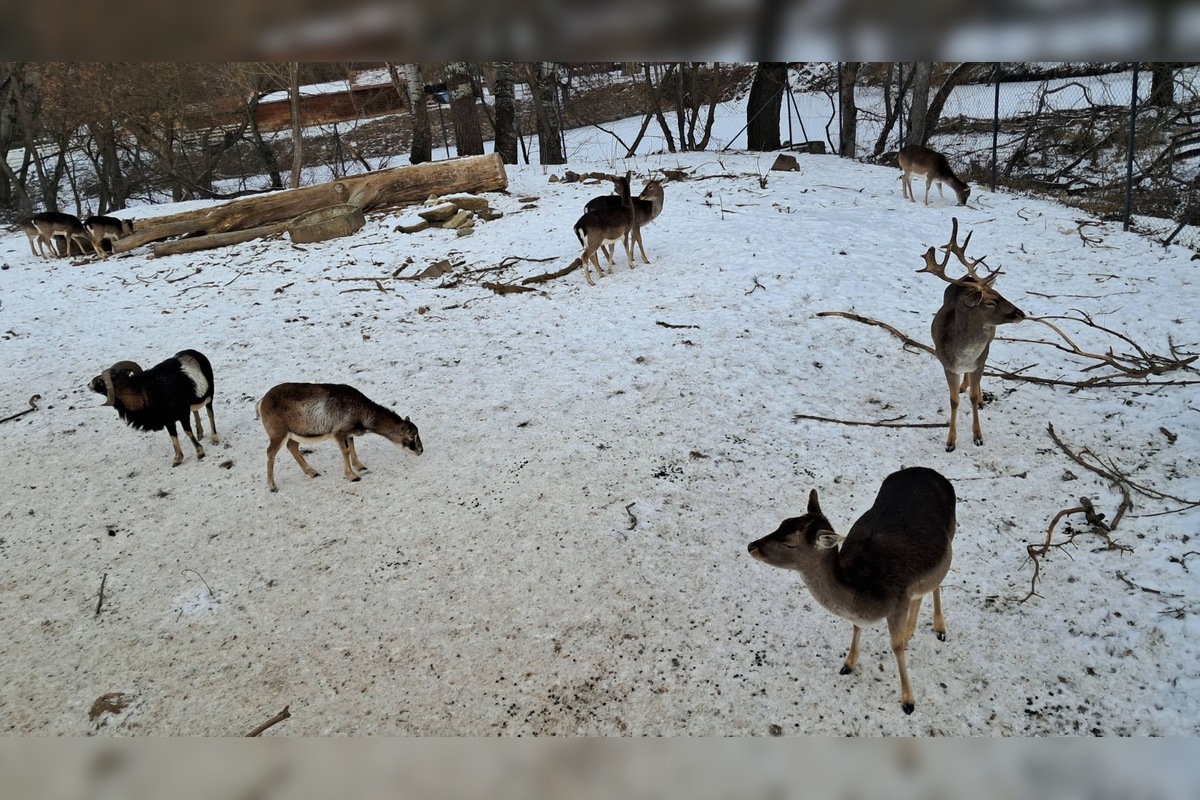 FOTO: Kŕmenie zvierat v nitrianskom parku môže byť nebezpečné, veterinárka prosí verejnosť o zodpovednosť, foto 3