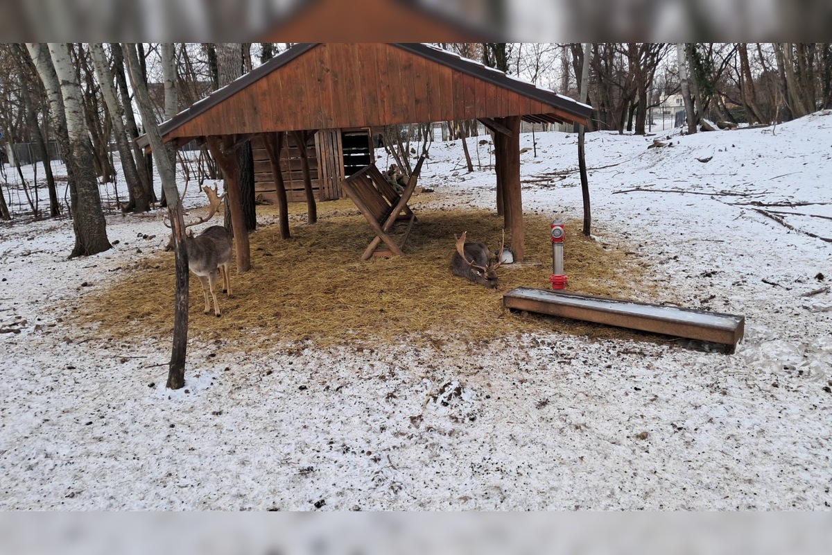 FOTO: Kŕmenie zvierat v nitrianskom parku môže byť nebezpečné, veterinárka prosí verejnosť o zodpovednosť, foto 4