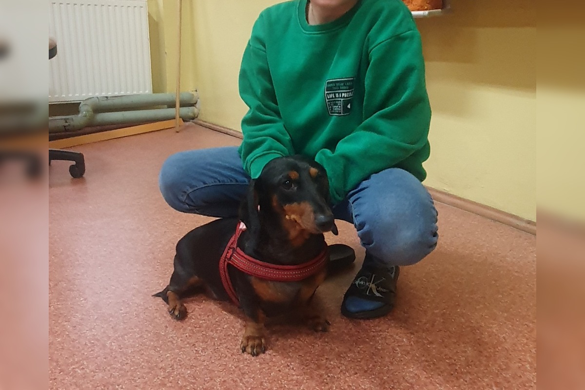 FOTO: Neuveriteľná biológia v Kalnej nad Hronom. Deti si do triedy priniesli psy, hus aj kačicu, foto 1