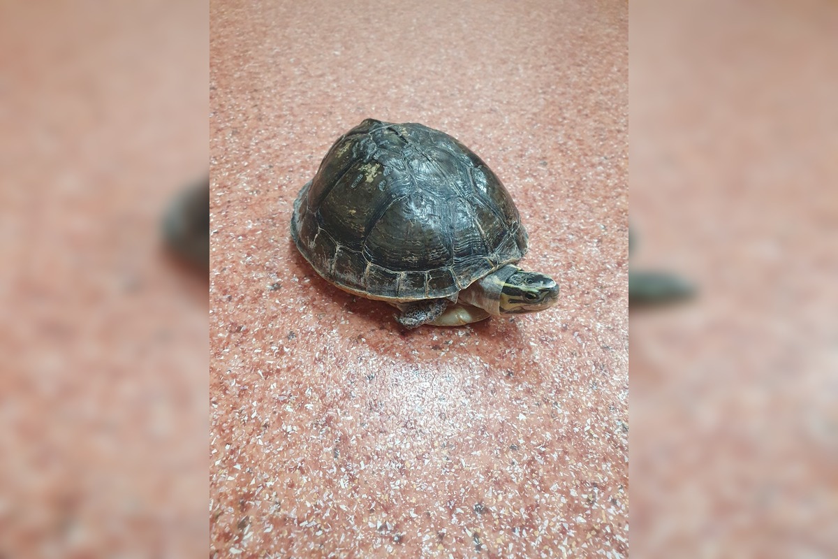 FOTO: Neuveriteľná biológia v Kalnej nad Hronom. Deti si do triedy priniesli psy, hus aj kačicu, foto 3