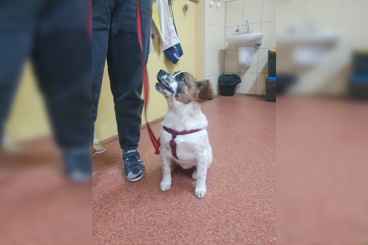 FOTO: Neuveriteľná biológia v Kalnej nad Hronom. Deti si do triedy priniesli psy, hus aj kačicu, foto 4