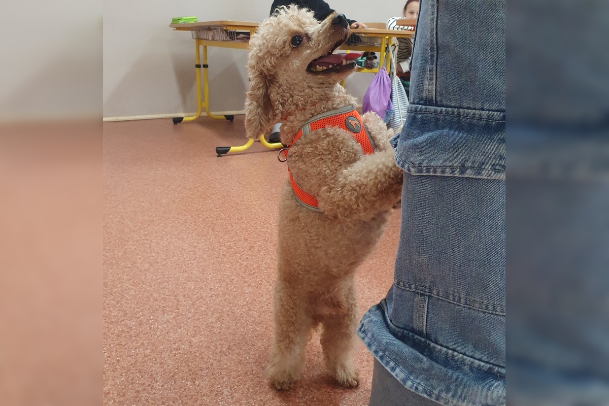 FOTO: Neuveriteľná biológia v Kalnej nad Hronom. Deti si do triedy priniesli psy, hus aj kačicu, foto 5