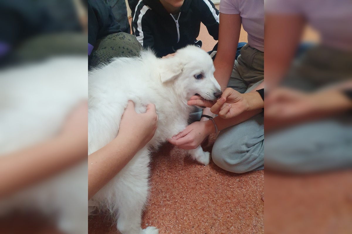 FOTO: Neuveriteľná biológia v Kalnej nad Hronom. Deti si do triedy priniesli psy, hus aj kačicu, foto 6