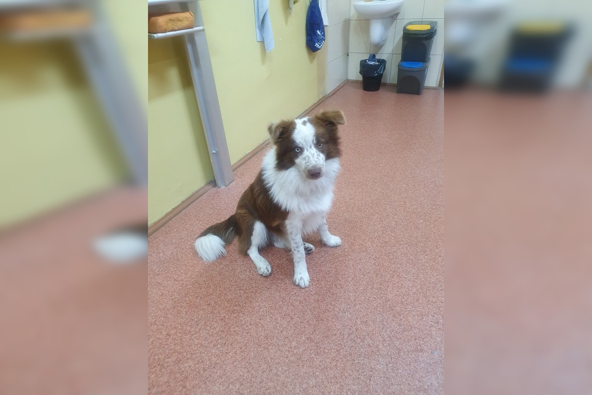 FOTO: Neuveriteľná biológia v Kalnej nad Hronom. Deti si do triedy priniesli psy, hus aj kačicu, foto 7