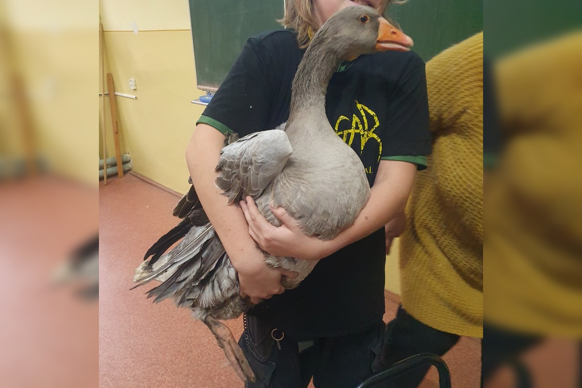 FOTO: Neuveriteľná biológia v Kalnej nad Hronom. Deti si do triedy priniesli psy, hus aj kačicu, foto 8