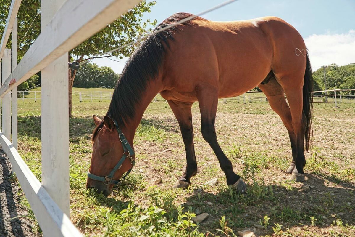 FOTO: Bonanza ranč v Skýcove v kulinárskej reality šou Na nože, foto 4