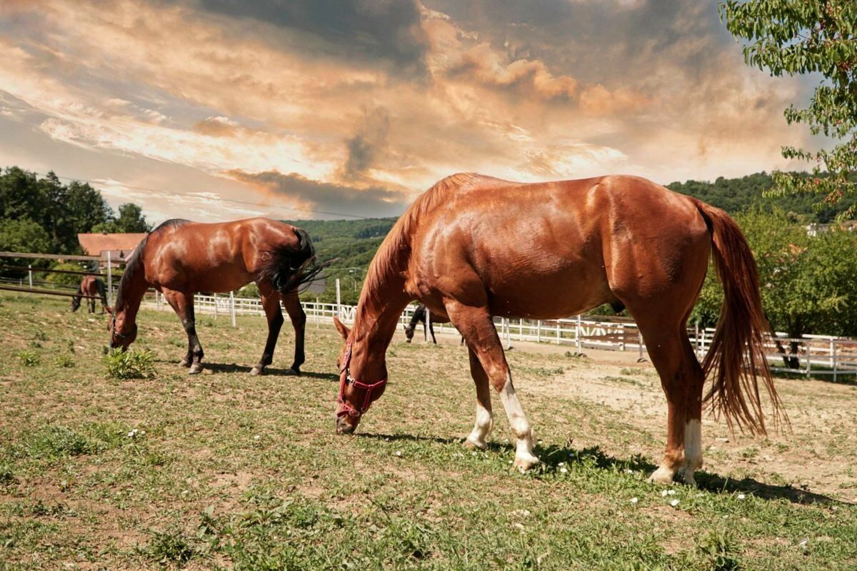 FOTO: Bonanza ranč v Skýcove v kulinárskej reality šou Na nože, foto 5