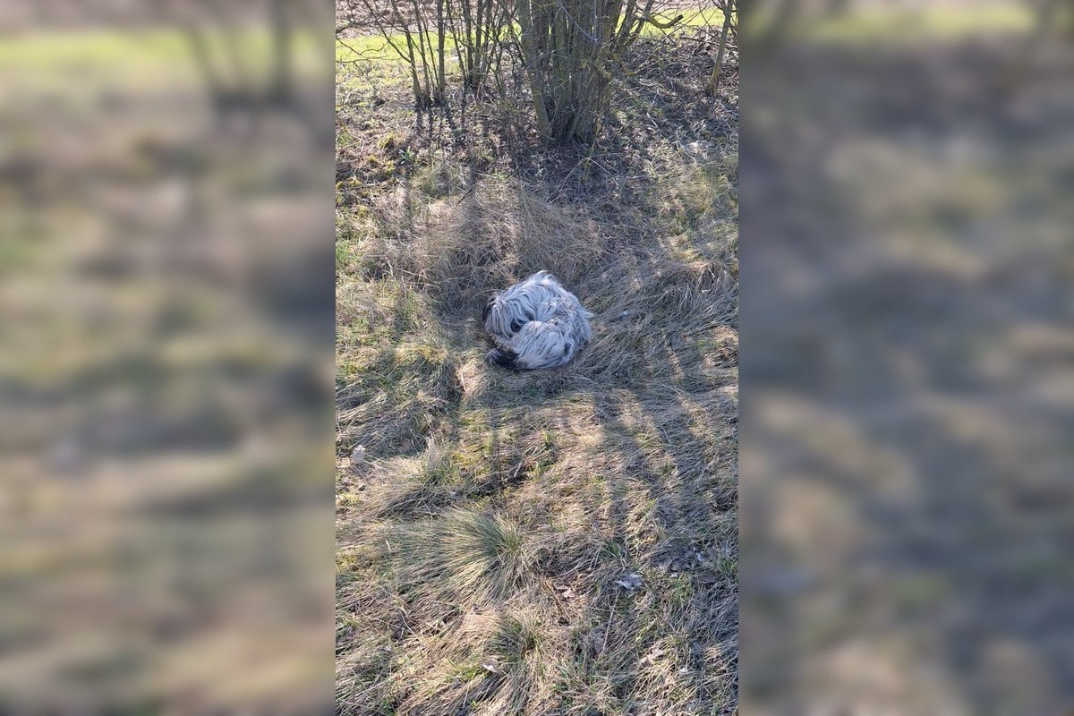 FOTO: Zanedbaná sučka porodila na poli pri Nitre, teraz bojuje o nový život, foto 1