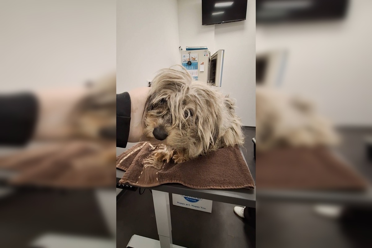 FOTO: Zanedbaná sučka porodila na poli pri Nitre, teraz bojuje o nový život, foto 2