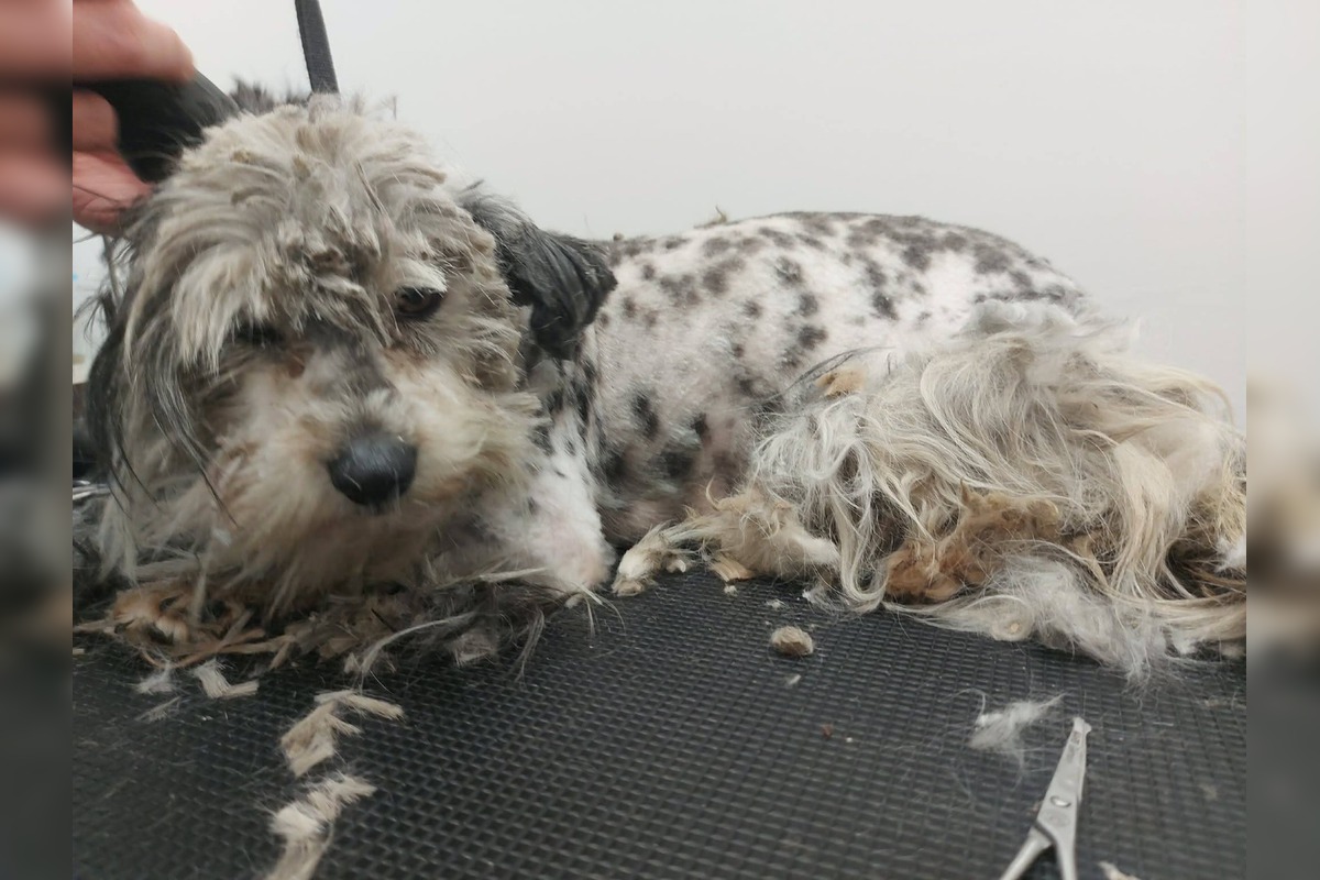 FOTO: Zanedbaná sučka porodila na poli pri Nitre, teraz bojuje o nový život, foto 3