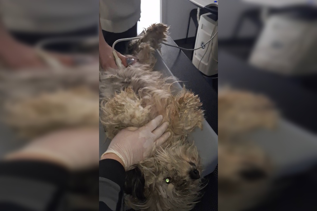 FOTO: Zanedbaná sučka porodila na poli pri Nitre, teraz bojuje o nový život, foto 4