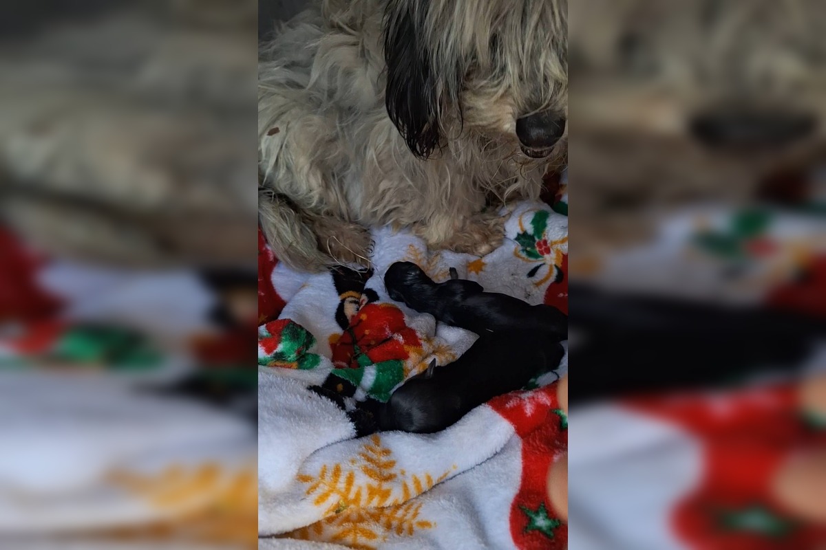 FOTO: Zanedbaná sučka porodila na poli pri Nitre, teraz bojuje o nový život, foto 5