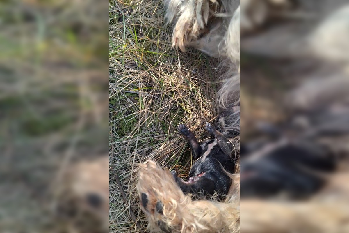 FOTO: Zanedbaná sučka porodila na poli pri Nitre, teraz bojuje o nový život, foto 6