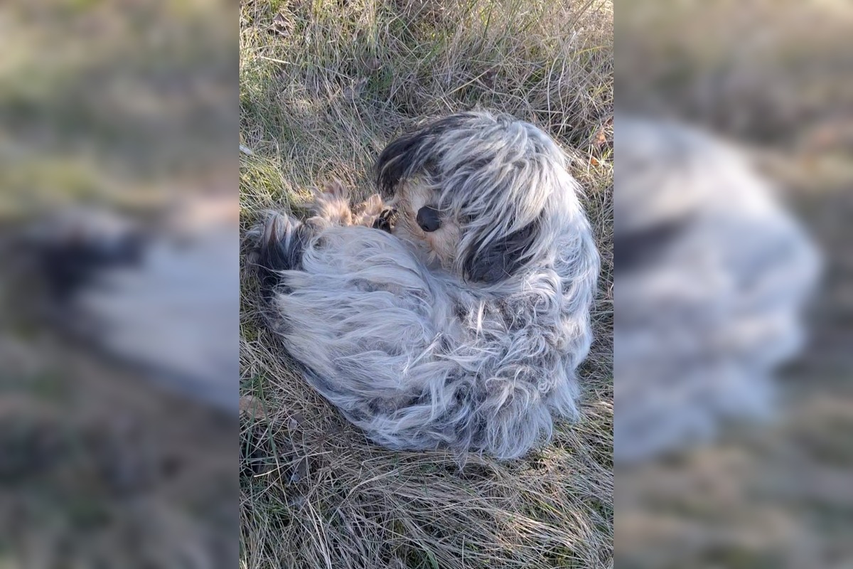 FOTO: Zanedbaná sučka porodila na poli pri Nitre, teraz bojuje o nový život, foto 7