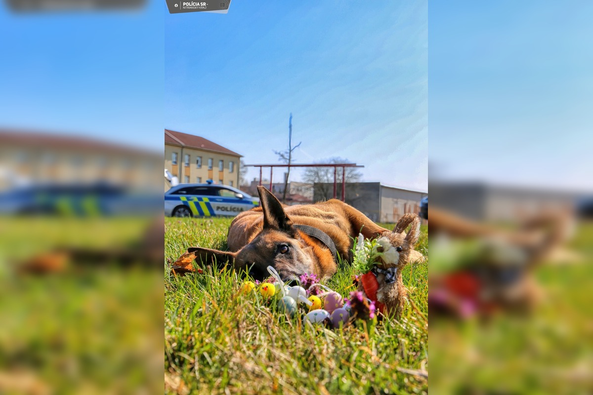 FOTO: Veľkú noc oslávili aj policajné psy, foto 6