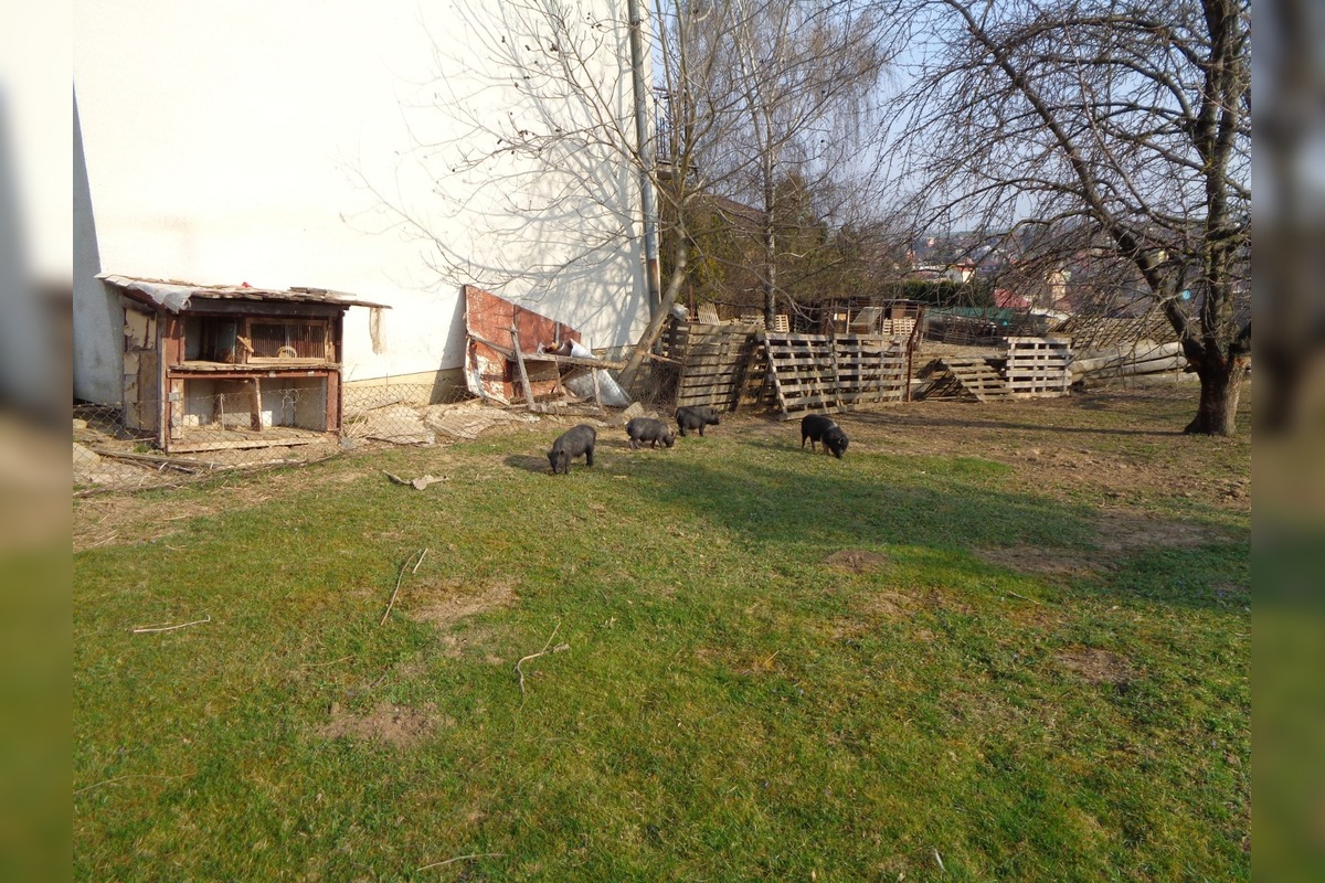 FOTO: Hospodárske zvieratá v Golianove žili v otrasných podmienkach, bez potravy a medzi tisíckami rúšok, foto 3