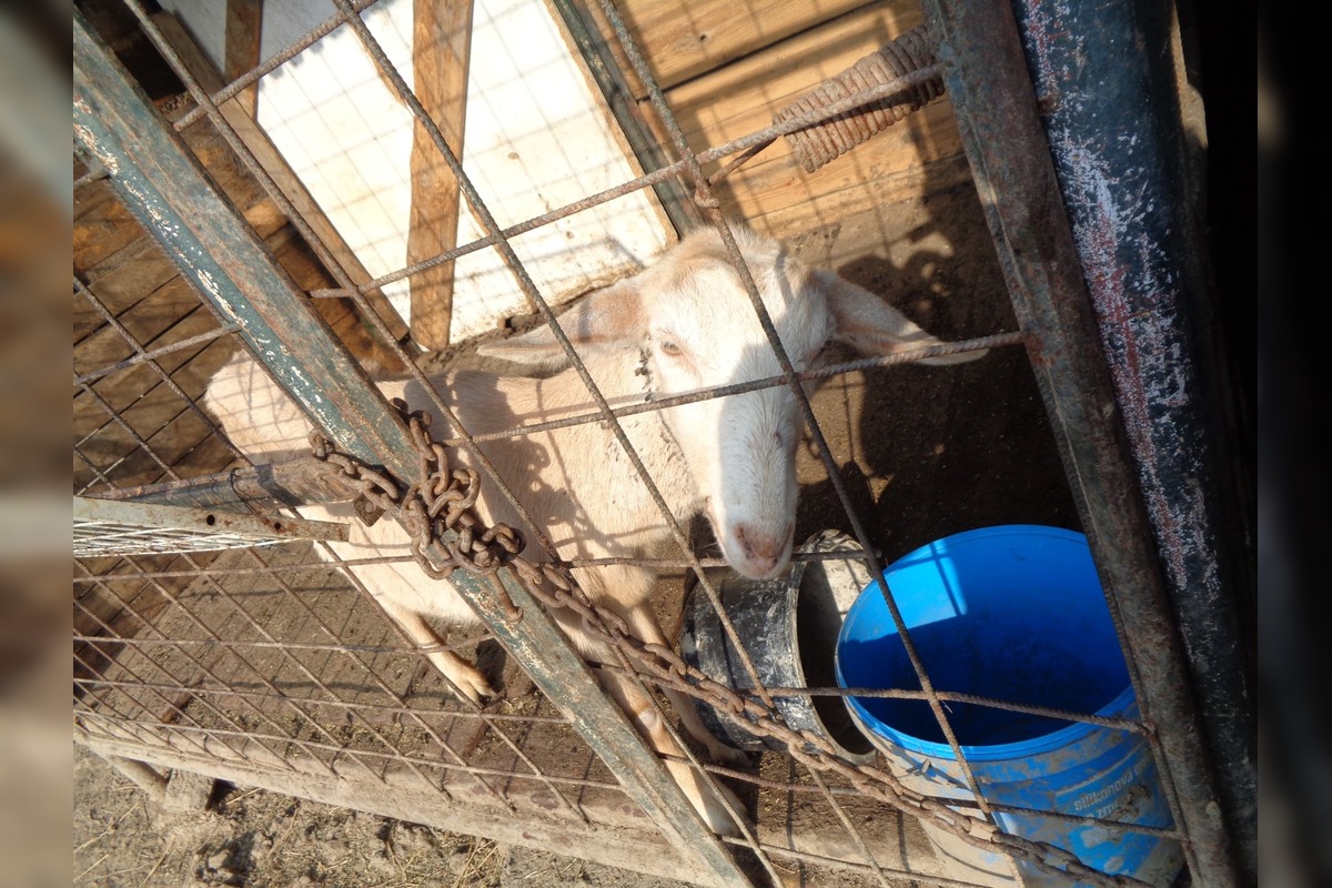 FOTO: Hospodárske zvieratá v Golianove žili v otrasných podmienkach, bez potravy a medzi tisíckami rúšok, foto 1