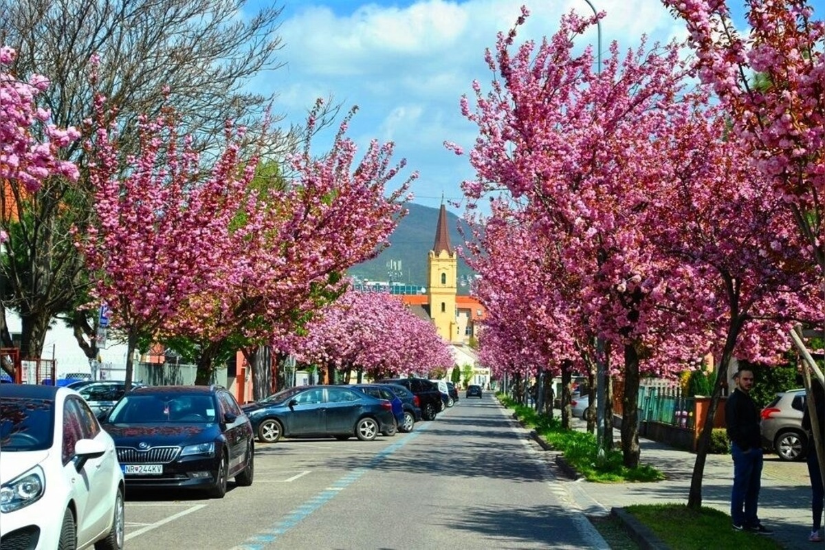 FOTO: Najkrajšia ulica v Nitre je opäť v rozkvete, foto 1