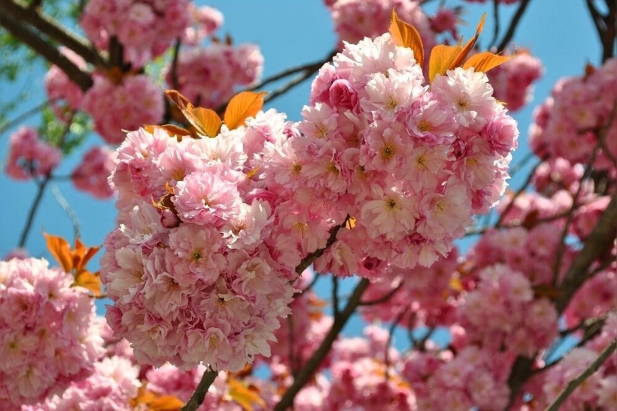 FOTO: Najkrajšia ulica v Nitre je opäť v rozkvete, foto 2