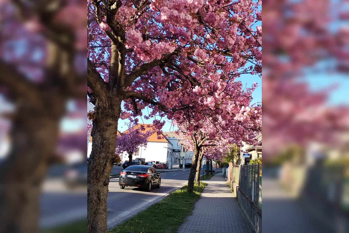FOTO: Najkrajšia ulica v Nitre je opäť v rozkvete, foto 3