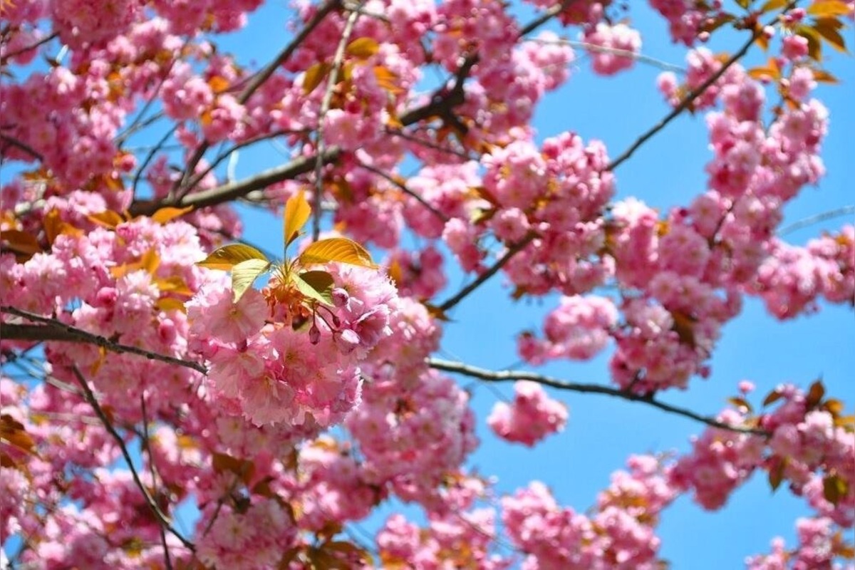 FOTO: Najkrajšia ulica v Nitre je opäť v rozkvete, foto 4
