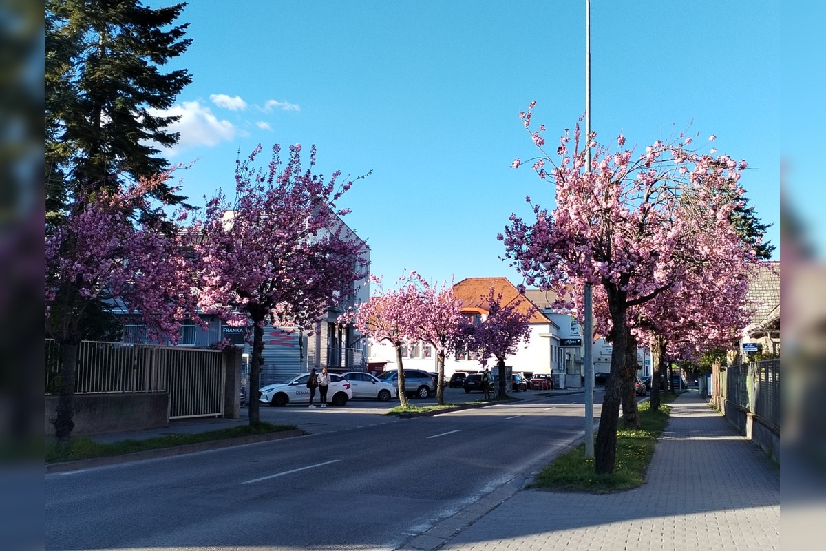 FOTO: Najkrajšia ulica v Nitre je opäť v rozkvete, foto 5