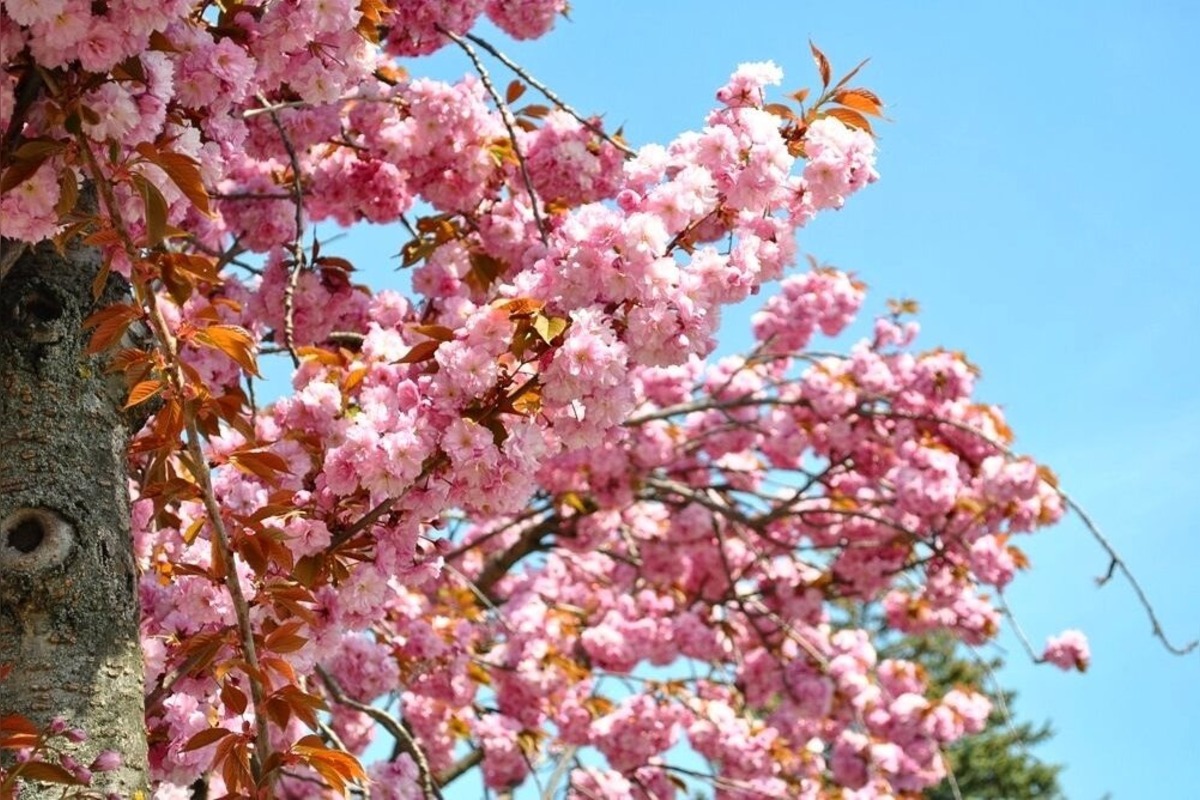 FOTO: Najkrajšia ulica v Nitre je opäť v rozkvete, foto 6