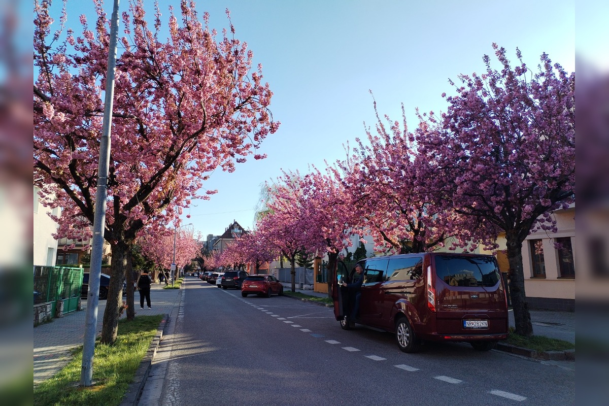 FOTO: Najkrajšia ulica v Nitre je opäť v rozkvete, foto 7