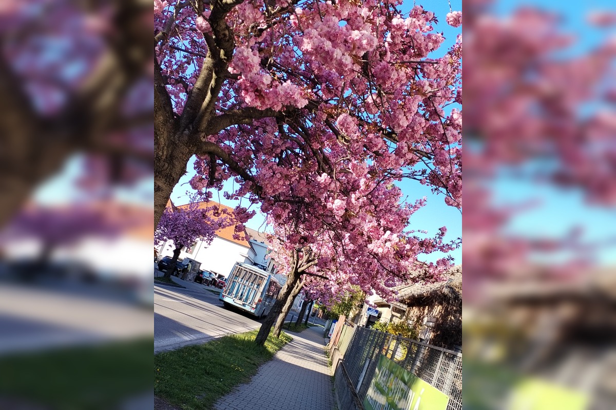 FOTO: Najkrajšia ulica v Nitre je opäť v rozkvete, foto 8