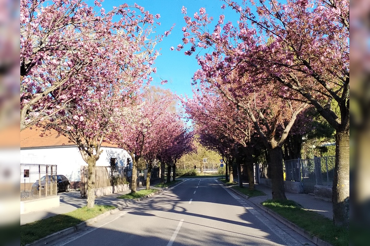FOTO: Najkrajšia ulica v Nitre je opäť v rozkvete, foto 10