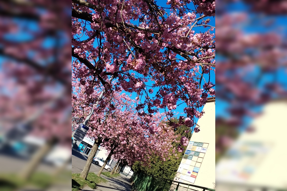 FOTO: Najkrajšia ulica v Nitre je opäť v rozkvete, foto 11