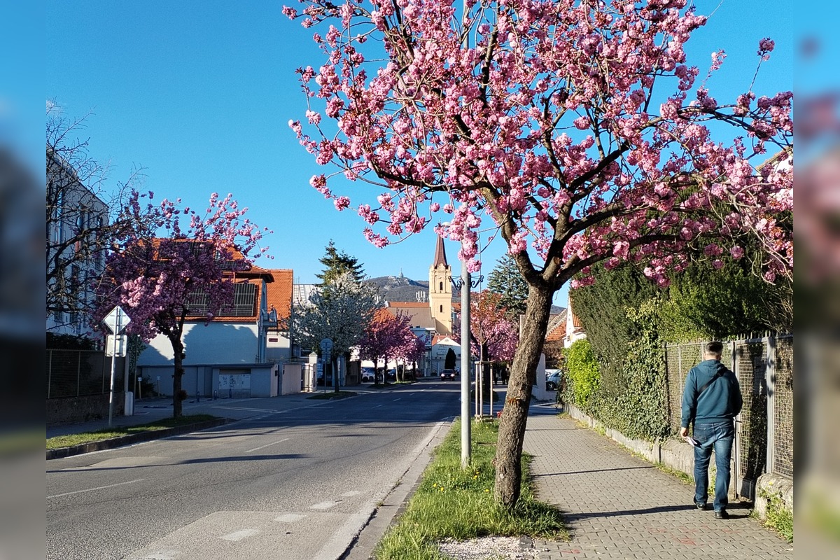 FOTO: Najkrajšia ulica v Nitre je opäť v rozkvete, foto 12