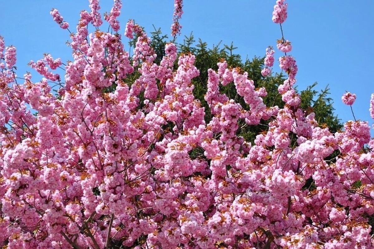 FOTO: Najkrajšia ulica v Nitre je opäť v rozkvete, foto 13