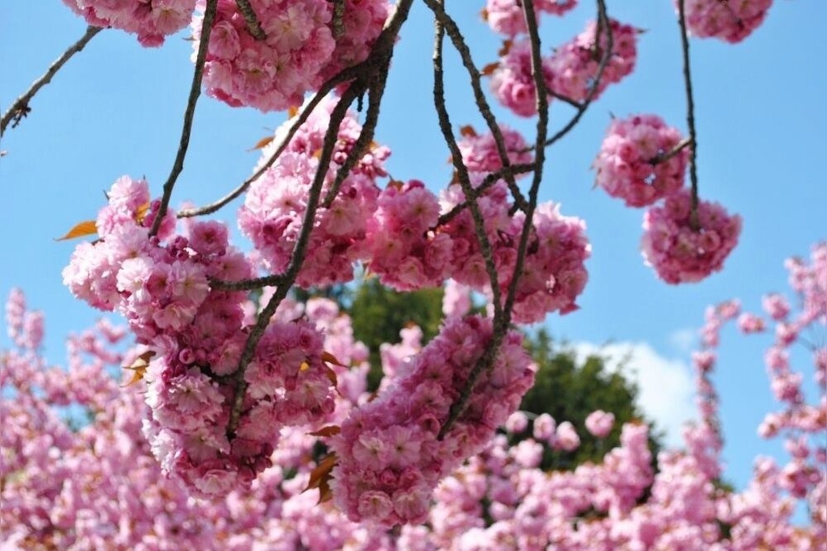 FOTO: Najkrajšia ulica v Nitre je opäť v rozkvete, foto 14