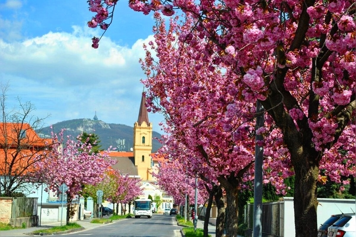 FOTO: Najkrajšia ulica v Nitre je opäť v rozkvete, foto 15