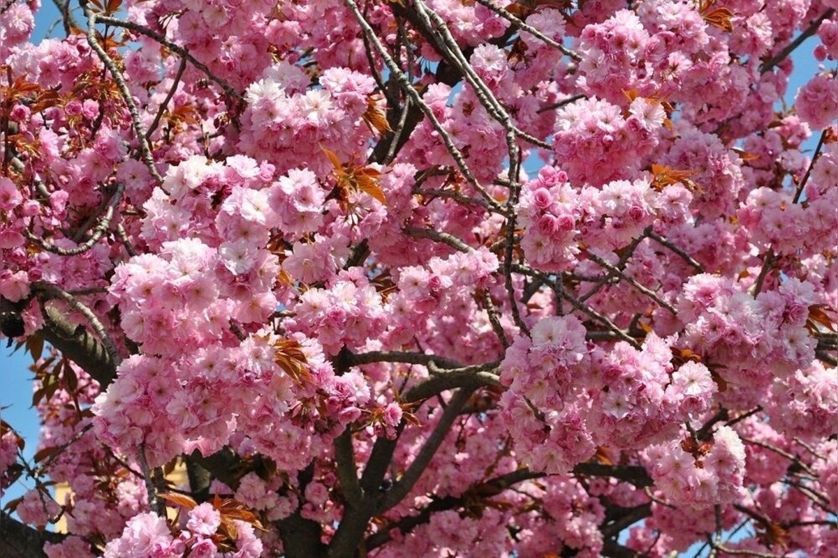 FOTO: Najkrajšia ulica v Nitre je opäť v rozkvete, foto 16