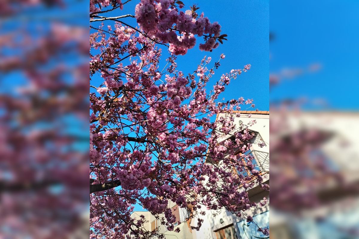 FOTO: Najkrajšia ulica v Nitre je opäť v rozkvete, foto 17