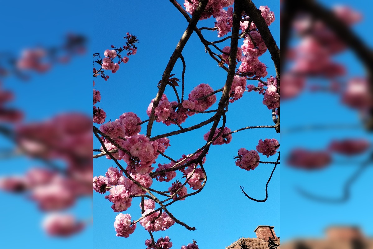 FOTO: Najkrajšia ulica v Nitre je opäť v rozkvete, foto 18