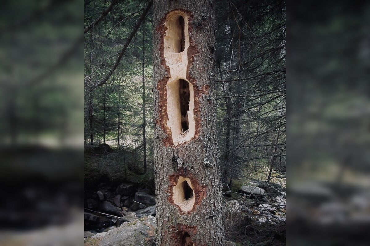 FOTO: Videli ste tie zvláštne diery v stromoch? Toto ich robí, foto 1