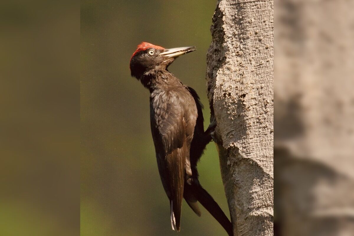 FOTO: Videli ste tie zvláštne diery v stromoch? Toto ich robí, foto 2