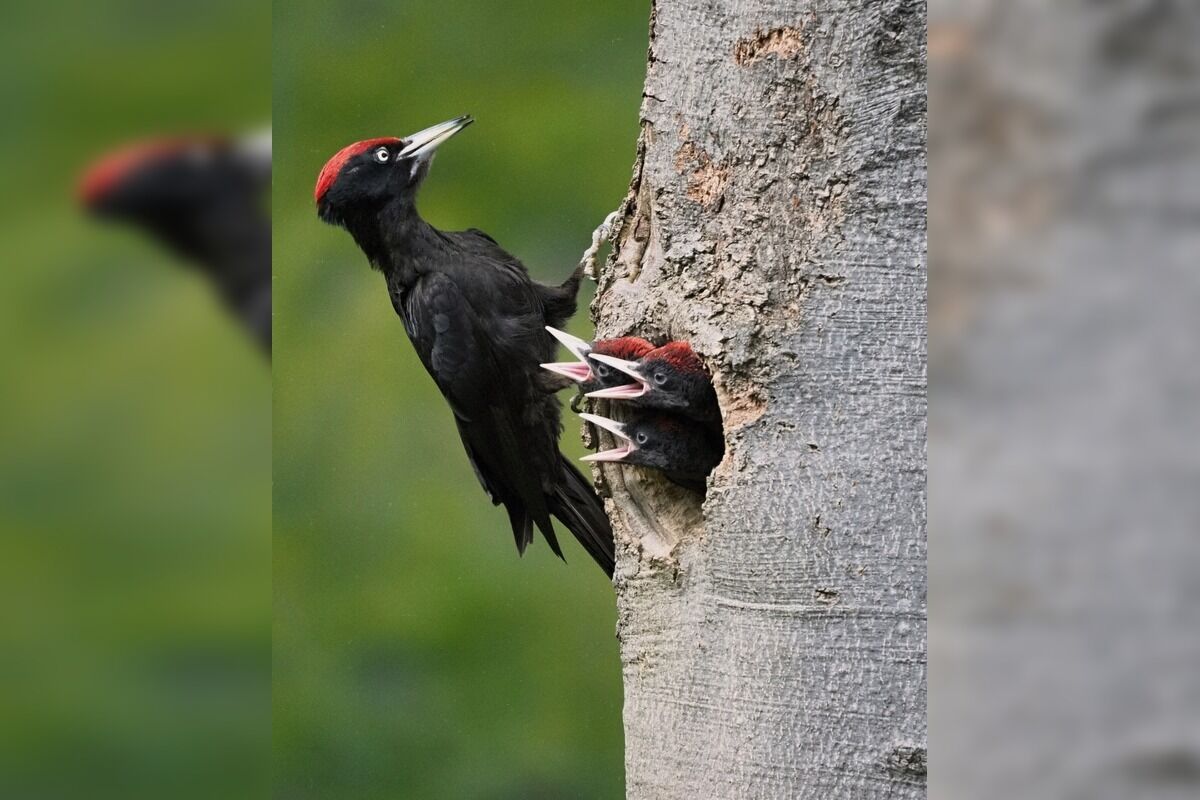 FOTO: Videli ste tie zvláštne diery v stromoch? Toto ich robí, foto 3