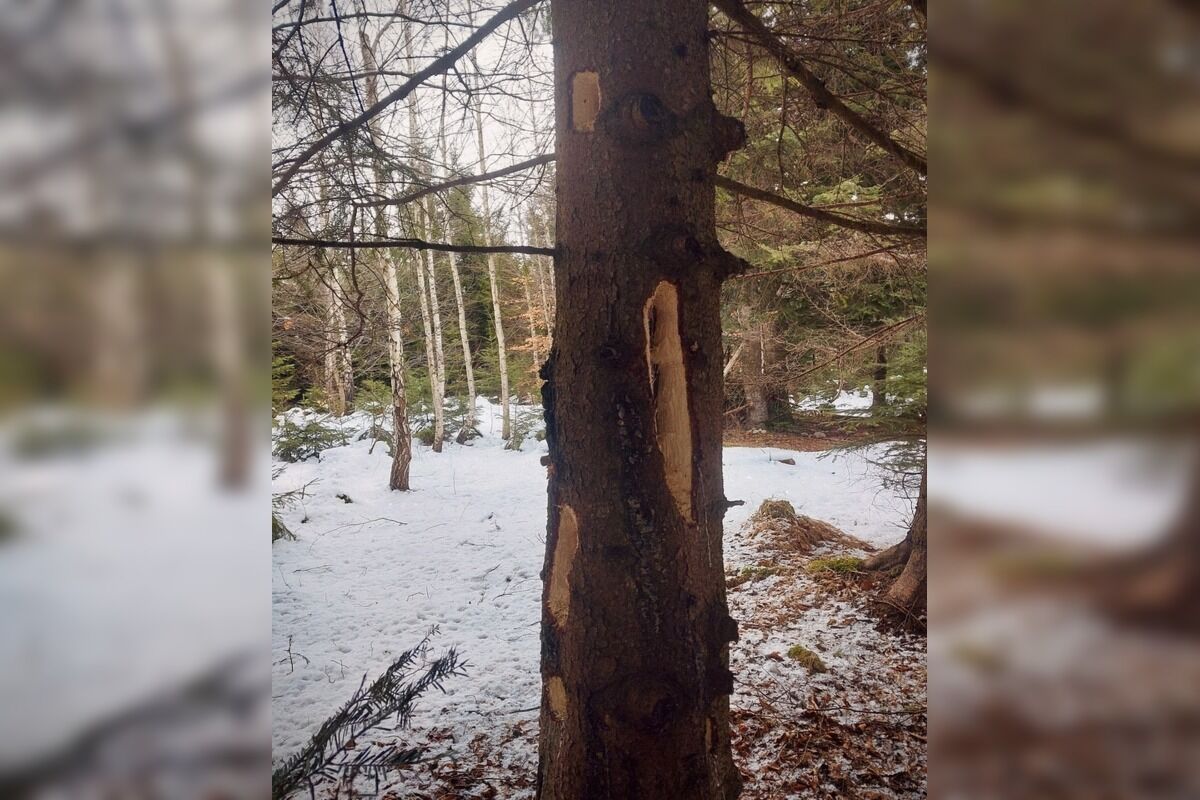 FOTO: Videli ste tie zvláštne diery v stromoch? Toto ich robí, foto 4