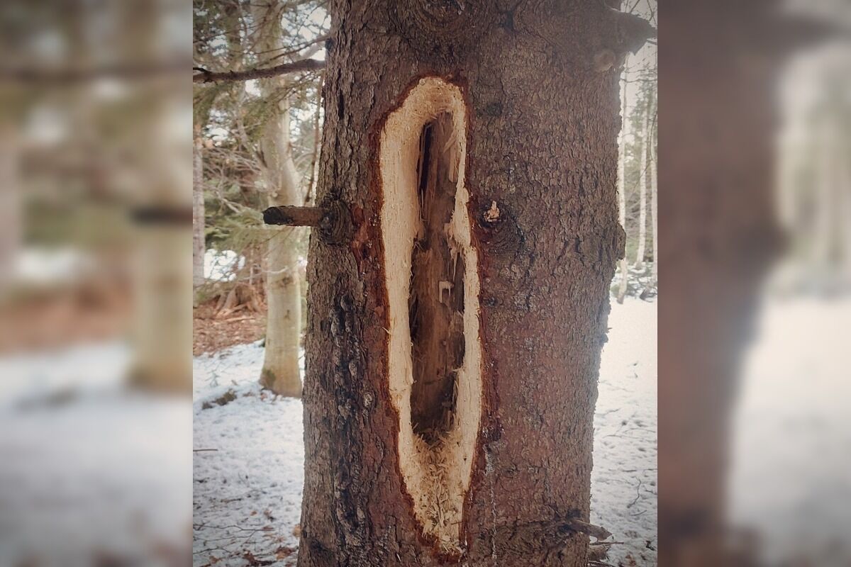 FOTO: Videli ste tie zvláštne diery v stromoch? Toto ich robí, foto 5