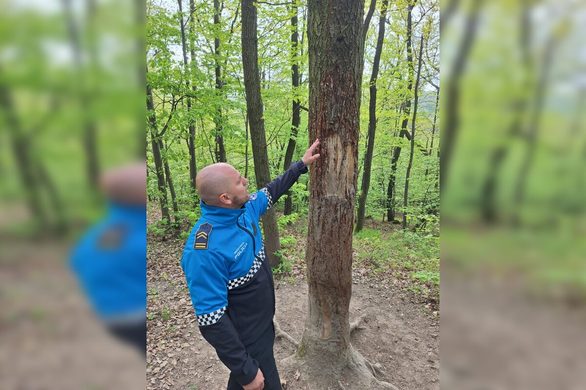 FOTO: Medveď zanechal v lese nad Nitrou jasné stopy, ukázali ich príslušníci polície, foto 1