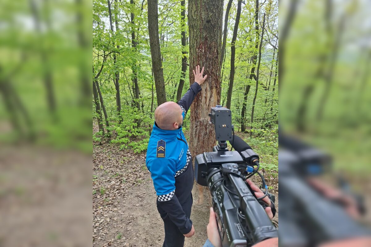 FOTO: Medveď zanechal v lese nad Nitrou jasné stopy, ukázali ich príslušníci polície, foto 4