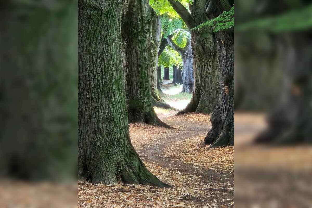 FOTO: Lipová alej v Krškanoch predtým a potom, foto 1