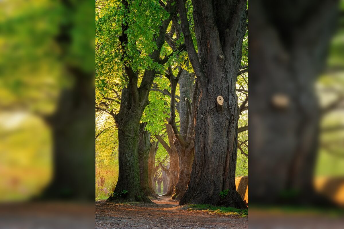 FOTO: Lipová alej v Krškanoch predtým a potom, foto 2