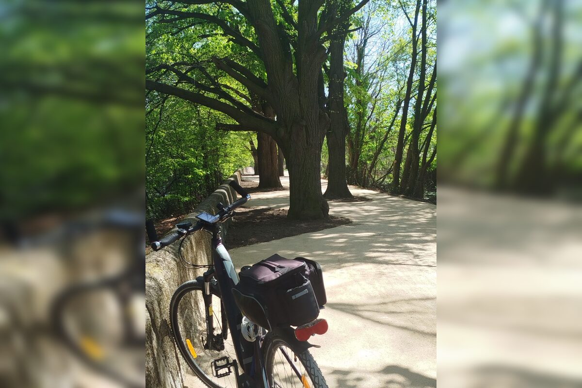 FOTO: Lipová alej v Krškanoch predtým a potom, foto 3