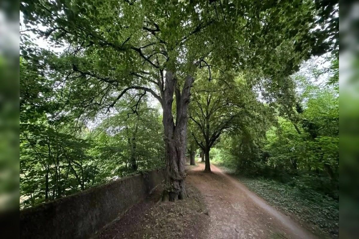 FOTO: Lipová alej v Krškanoch predtým a potom, foto 4