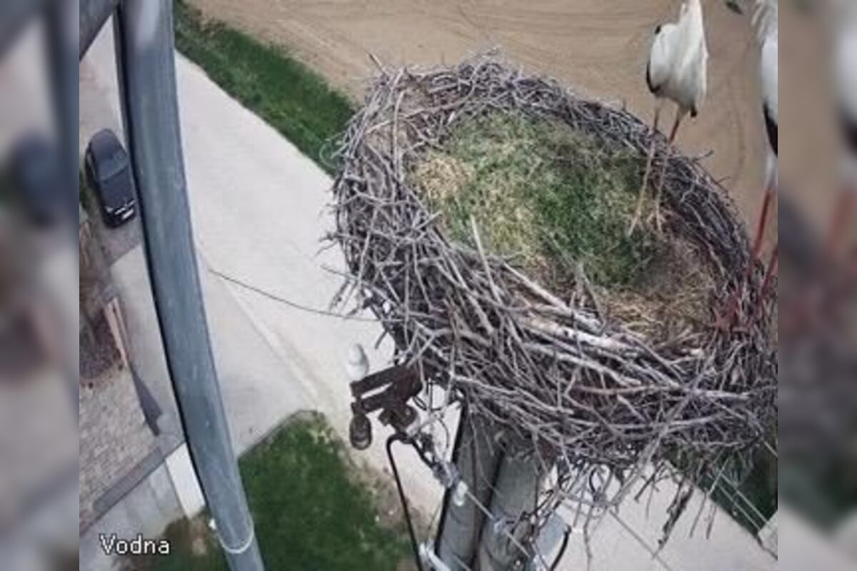 FOTO: Do Veľkého Zálužia sa vrátili bociany, foto 2